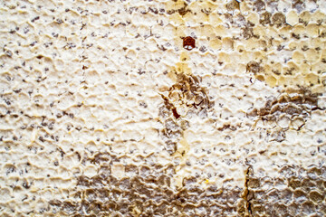 natural honey in a comb, a juicy, appetizing large piece lies as a background, filling the entire frame