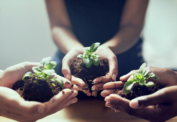 Soil, hands or people with plant for agriculture, sustainability and earth day support and...