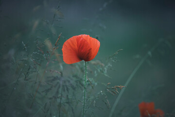 Poppy field, Remembrance day, Memorial Anzac day banner.