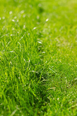 Partially cut grass lawn green land. High quality photo