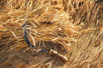ears wheat and old sickle on field, natural background. Wheat field harvest and ripe wheat straws....