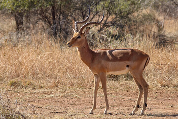 Solitary impala ram, side on view. Pilanesberg National Park and Game Reserve, South Africa.