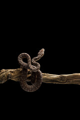 Jungle Carpet Python hanging on a branch isolated on black background