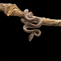 Jungle Carpet Python hanging on a branch isolated on black background