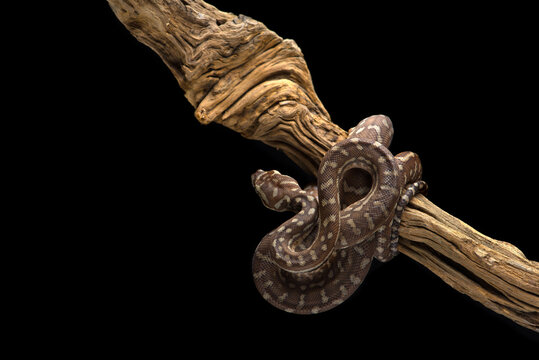 Jungle Carpet Python hanging on a branch isolated on black background