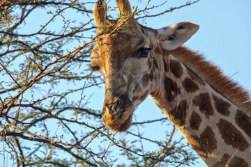 Head of giraffe, in-between acacia tree branches on which it is feeding. Looking at camera.