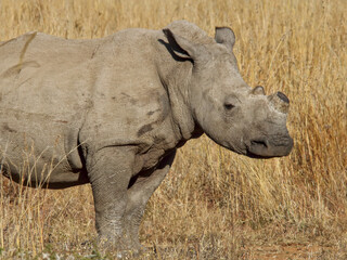 Shoulders and head, de-horned African white rhinoceros (Ceratotherium simum), Pilanesberg National...