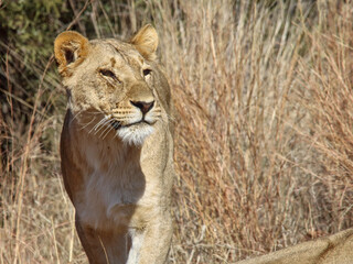 Head and shoulders of lioness (Panthera leo) looking left, walking towards camera, Pilanesberg National Park, Game Reserve, South Africa