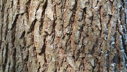 fir bark texture background close up