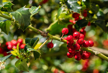 Vibrant red holly berries on a branch, glossy green leaves. 