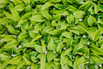 Fototapeta premium Background, texture of green leaves, foliage, bloom of wild blooming lily of the valley flowers in spring. Nature photography, top view.
