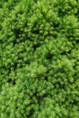 Background, texture of green spruce, coniferous evergreen decorative tree conica. Close-up photograph of nature in the garden.