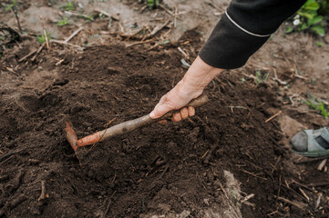 A woman gardener loosens the soil with a hoe and garden tool. Close-up photography, agriculture...
