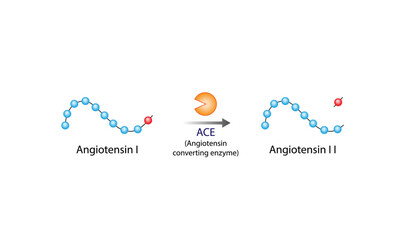 Angiotensin. Renin-Angiotensin-Aldosterone System, blood pressure regulation. Angiotensin-converting enzyme. ACE inhibitors. Vector illustration. 