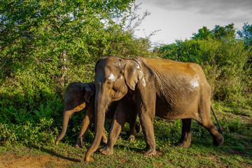 Sri Lanka - SAFARI - słoń © Magorzata