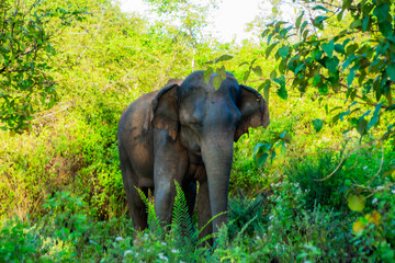 Sri Lanka - SAFARI - słoń