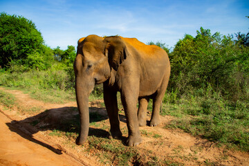 Sri Lanka - SAFARI - słoń