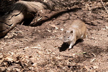 Fototapeta premium Bandicoots are about the size of a rat and have a pointy snout, humped back, thin tail and large hind feet