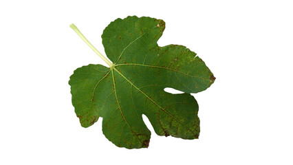 Fig leaves with Isolate Leaves on transparent background. Png file.