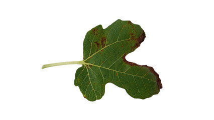 Naklejka premium Fig leaves that are eaten by caterpillars with Isolate Leaves on transparent background. Png file.