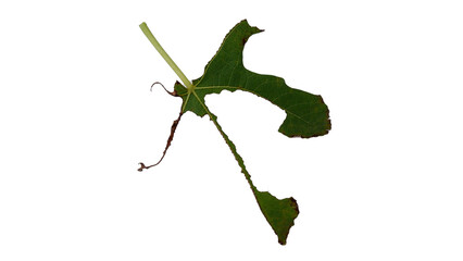 Obraz premium Fig leaves that are eaten by caterpillars with Isolate Leaves on transparent background. Png file.