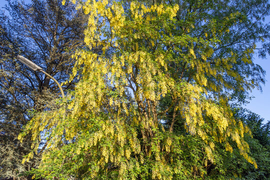 Laburnum