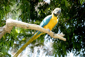 the blue and gold Macaw has back and upper tail feathers of the blue and gold macaw are brilliant blue; the underside of the tail is olive yellow.