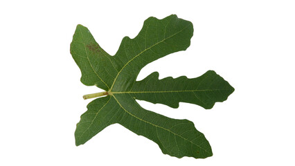 Fig leaves with Isolate Leaves on transparent background. Png file.