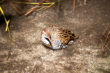 The Buff-banded Rail has a distinctive grey eyebrow and an orange-brown band on its streaked breast. The lores, cheek and hindneck are rich chestnut.