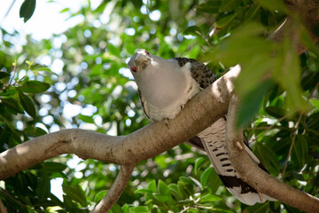 the Channel-billed Cuckoo has a massive pale, down-curved bill, grey plumage (darker on the back and wings) and long barred tail