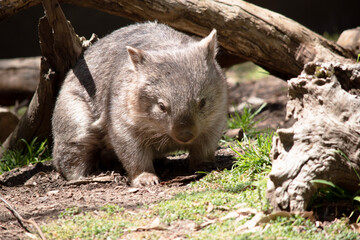 Naklejka premium The Common Wombat has a large nose which is shiny black, much like that of a dog. The ears are relatively small, triangular, and slightly rounded