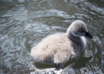 Cygnets are grey when they hatch with black beaks and gradually turn black over the first six months at which time they learn to fly.