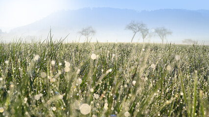 Grass meadow countryside with fruit tree field and sunshine morning landscape. 