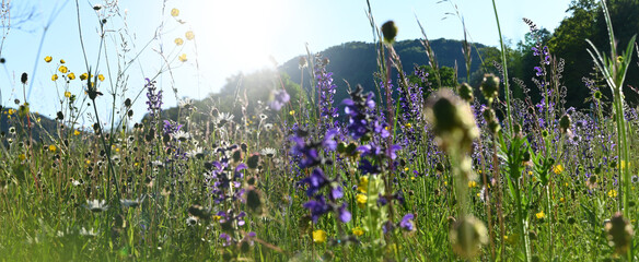 Field of sage and daisies natural wild meadow flowers in spring landscape with sunshine light....