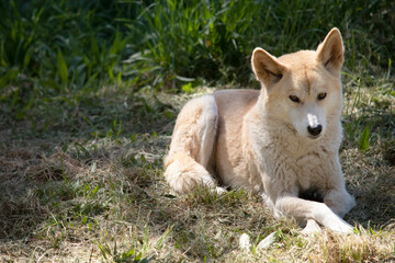 Dingos are a dog-like wolf. Dingos have a long muzzle, erect ears and strong claws. They usually have a ginger coat and most have white markings on their feet, tail tip and chest.