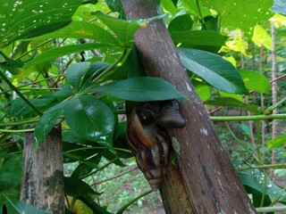 snail, Lissachatina fulica. brown land snail on a bamboo fence hiding behind cassava leaves
