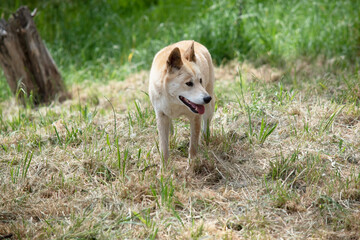 Dingos have a long muzzle, erect ears and strong claws. They usually have a ginger coat and most...