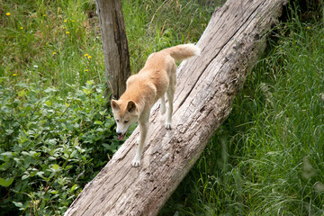 Dingos have a long muzzle, erect ears and strong claws. They usually have a ginger coat and most...