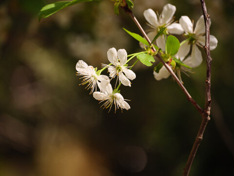 Cherry blossom season in Hungary, Europe, during April. The cherry trees resemble bouquets of white flowers.