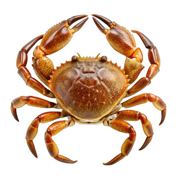 recommend clip art: Isolated red crab with claws on white background 