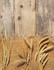 Naklejka premium set of various ripe ears grain spikelets on old wooden background. rye, wheat, oats ears. harvesting, agriculture concept. top view