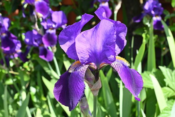 Wundersch&ouml;ne lila Irisbl&uuml;te im Sonnenlicht