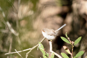 the female fairy wren has a light brown body with a white ches and orange eye surround
