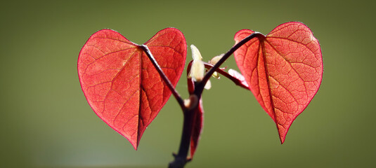 Heart shaped tree leaf