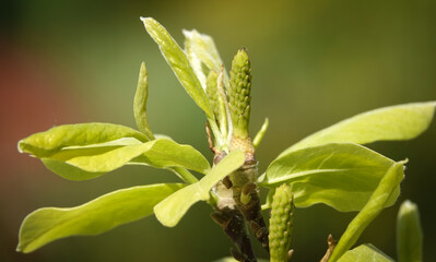 Branch with spring blossoms