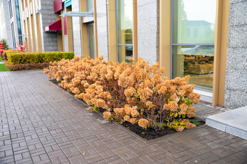 Glass shop window and brown dry hydrangea flowers lush bush on street. Urban landscape design....