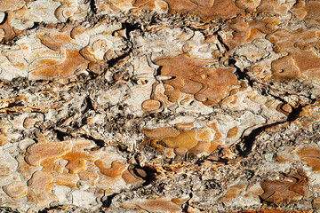 pine bark with texture for background