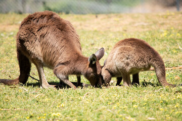 the kangaroo-Island Kangaroo has a brown body with a white under belly. They also have black feet...