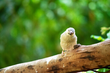 the young Java sparrow still has a grey beak, when in matures the beak will be red