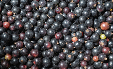 black currant berries for background with texture

